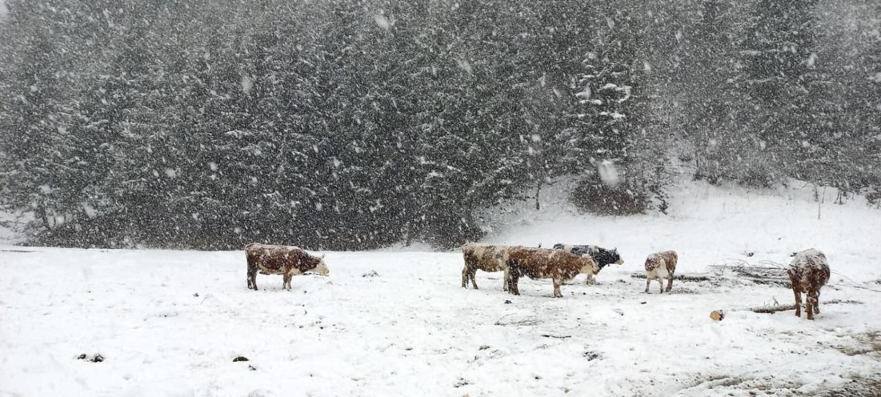 Cabana Ancutei Rucăr Exteriér fotografie