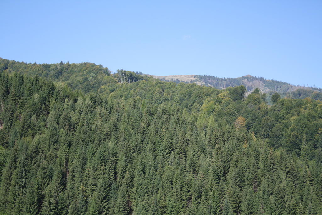 Cabana Ancutei Rucăr Exteriér fotografie